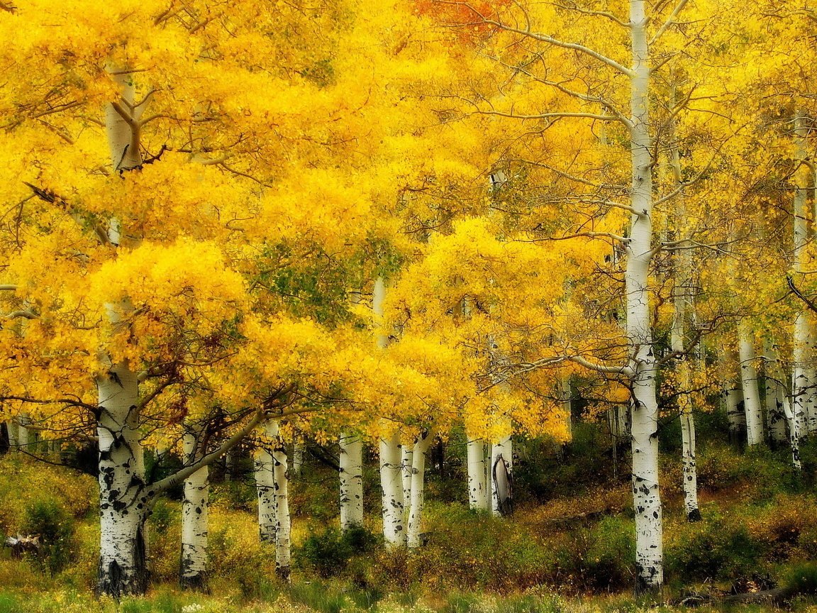 Обои пейзаж, березы, осень, роща, landscape, birch, autumn, grove разрешение 1920x1200 Загрузить