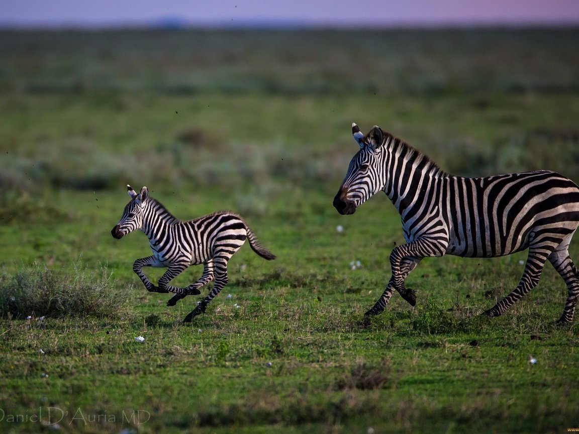 Обои трава, полоски, бег, зебры, grass, strips, running, zebra разрешение 2048x1366 Загрузить