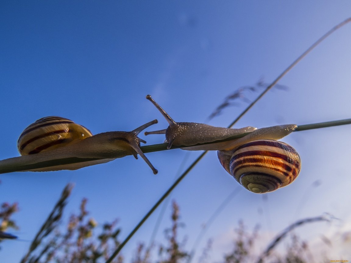 Обои макро, улитки, травинка, сближение, macro, snails, a blade of grass, convergence разрешение 2560x1920 Загрузить