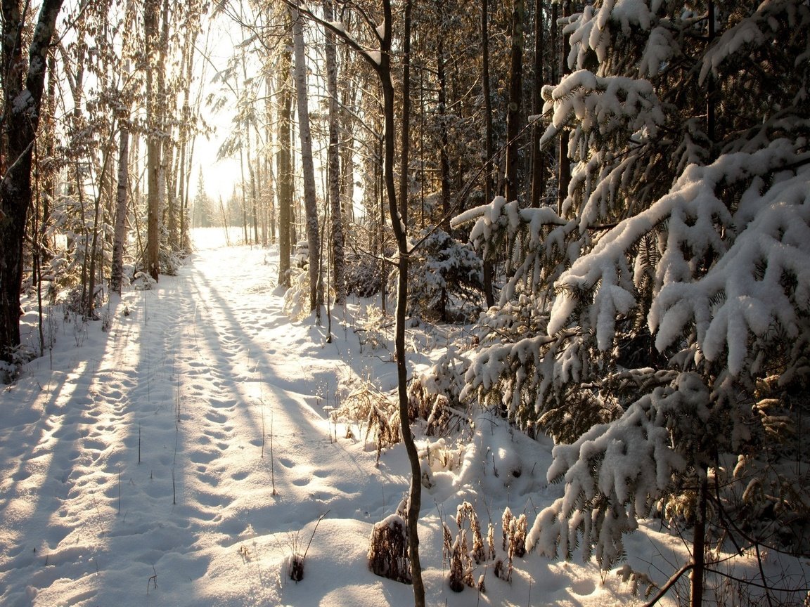 Обои деревья, снег, лес, зима, тропа, trees, snow, forest, winter, trail разрешение 2560x1600 Загрузить