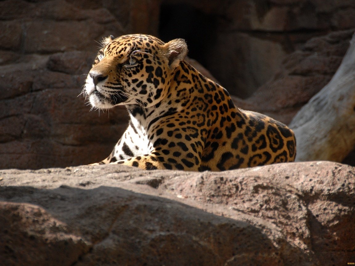 Обои камни, хищник, ягуар, отдых, дикая кошка, stones, predator, jaguar, stay, wild cat разрешение 2048x1370 Загрузить