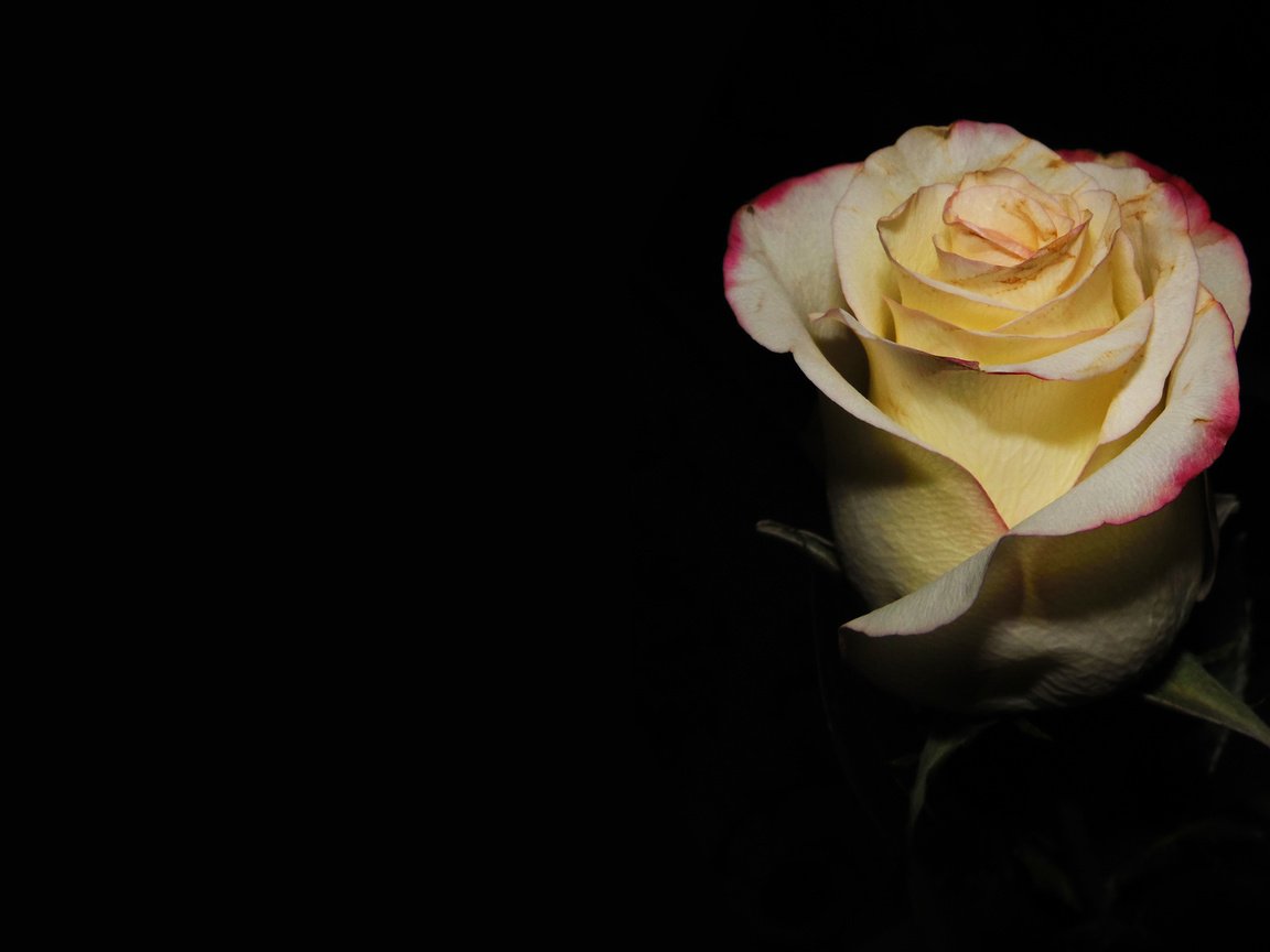 Обои роза, подарок, нежные лепестки, rose, gift, delicate petals разрешение 2560x1600 Загрузить