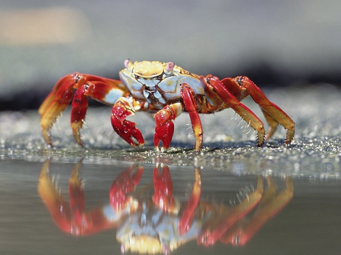 Обои краб, у кромки воды, crab, at the water's edge разрешение 1920x1080 Загрузить