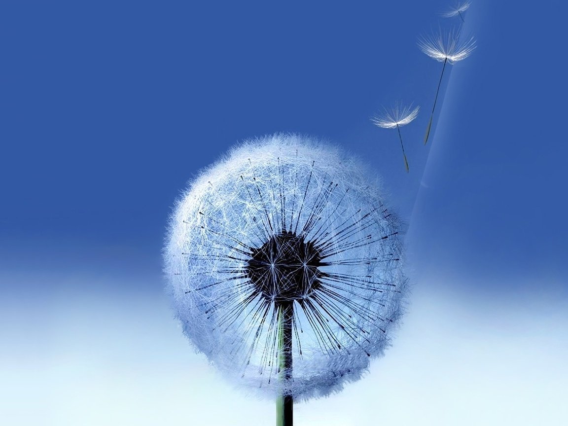 Обои фон, синий, галактика, одуванчик, самсунг, background, blue, galaxy, dandelion, samsung разрешение 1920x1080 Загрузить