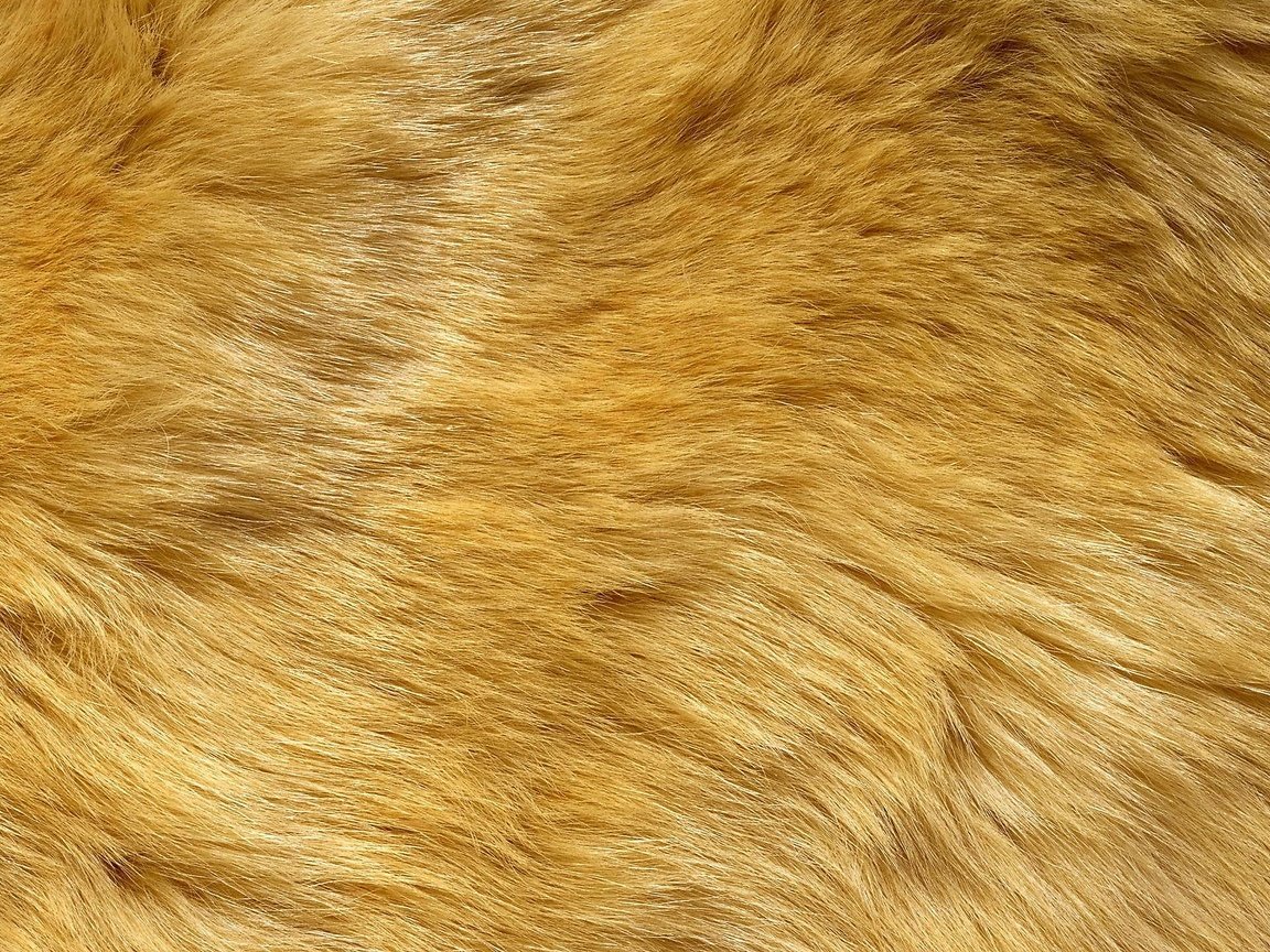 Обои желтый мех, yellow fur разрешение 2560x1440 Загрузить