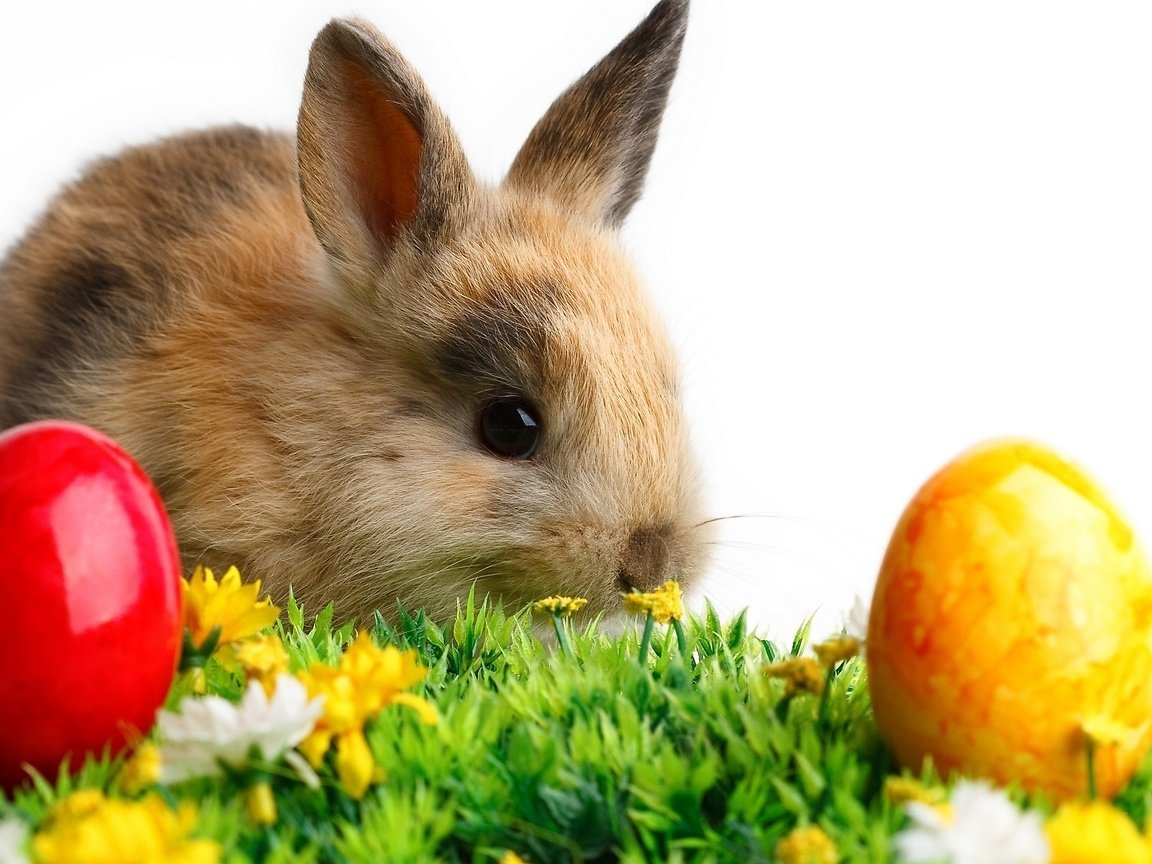 Обои кролик и пасхальные яйца, rabbit and easter eggs разрешение 2560x1440 Загрузить