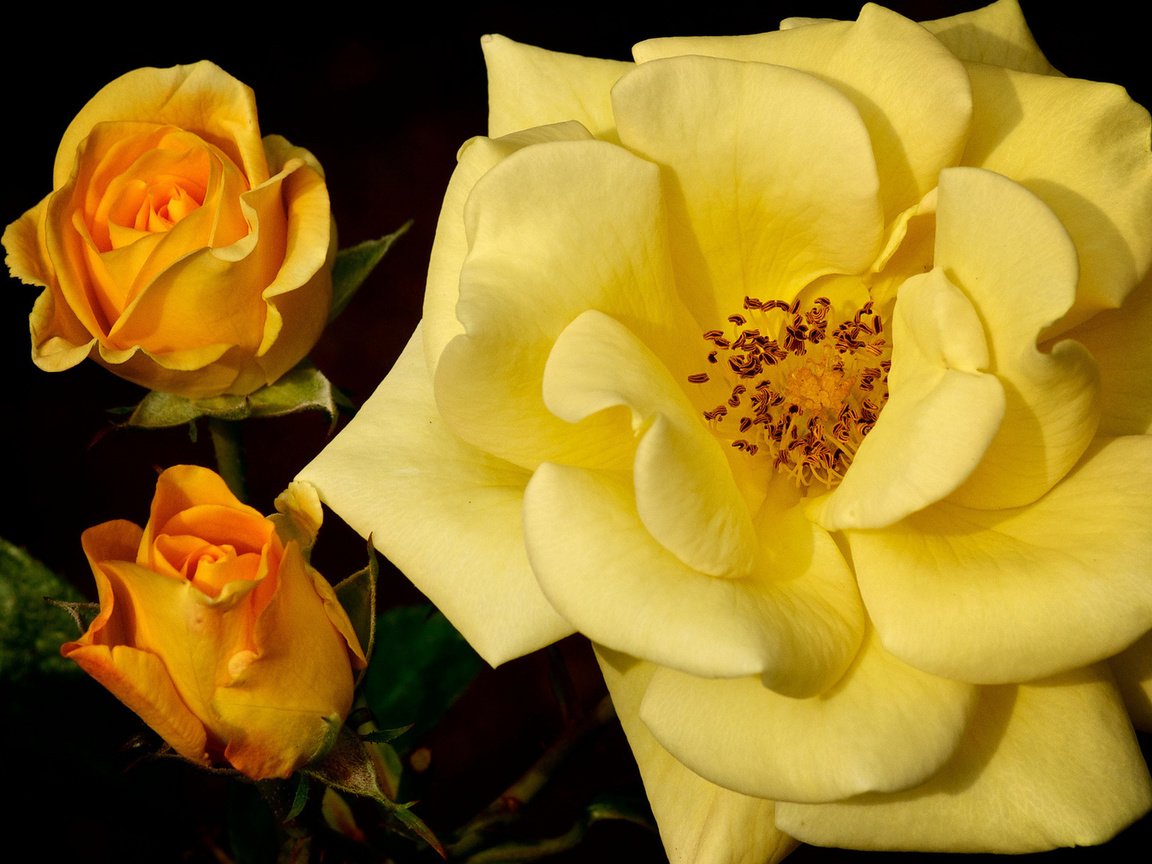 Обои бутоны, макро, роза, желтая роза, buds, macro, rose, yellow rose разрешение 1920x1080 Загрузить