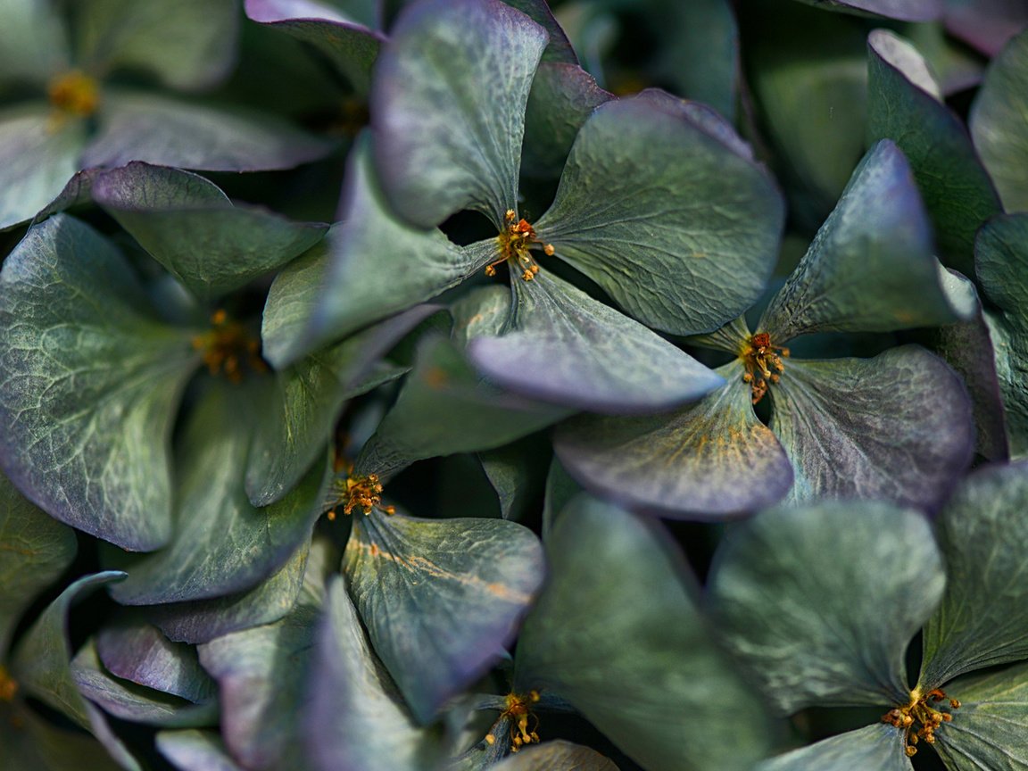 Обои цветы, лепестки, соцветие, гортензия, flowers, petals, inflorescence, hydrangea разрешение 1920x1080 Загрузить