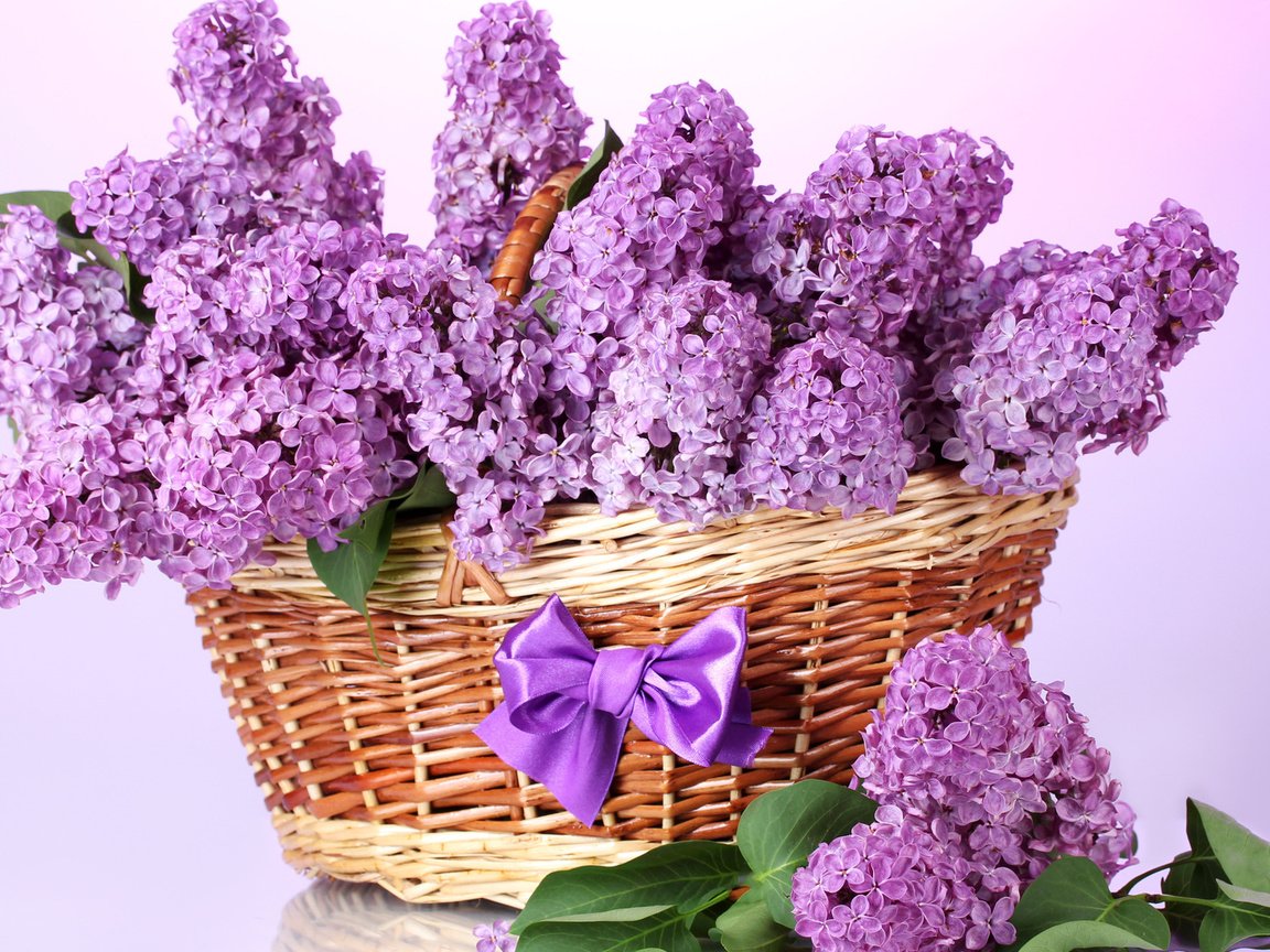 Обои цветы, листья, ветки, весна, корзина, сирень, бант, flowers, leaves, branches, spring, basket, lilac, bow разрешение 1920x1080 Загрузить