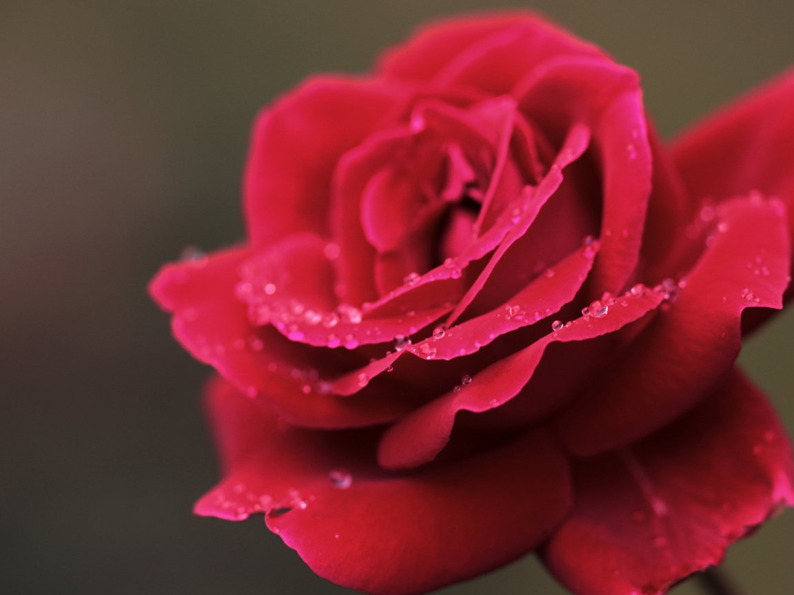 Обои макро, цветок, роса, капли, роза, лепестки, красная, macro, flower, rosa, drops, rose, petals, red разрешение 1920x1080 Загрузить