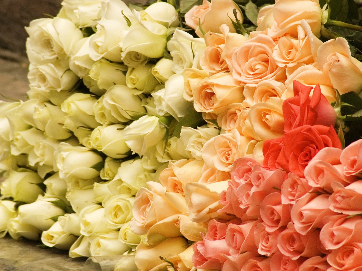 Обои цветы, бутоны, розы, роза, букет, flowers, buds, roses, rose, bouquet разрешение 2560x1440 Загрузить
