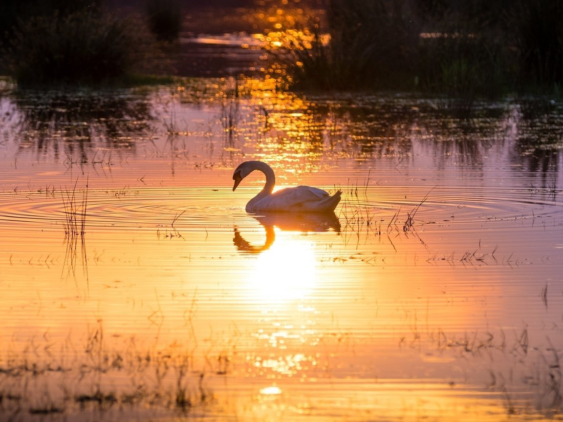 Обои свет, солнце, отражение, водоем, лебедь, грация, light, the sun, reflection, pond, swan, grace разрешение 1920x1200 Загрузить