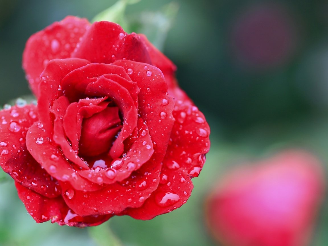 Обои цветок, капли, роза, лепестки, flower, drops, rose, petals разрешение 2560x1600 Загрузить