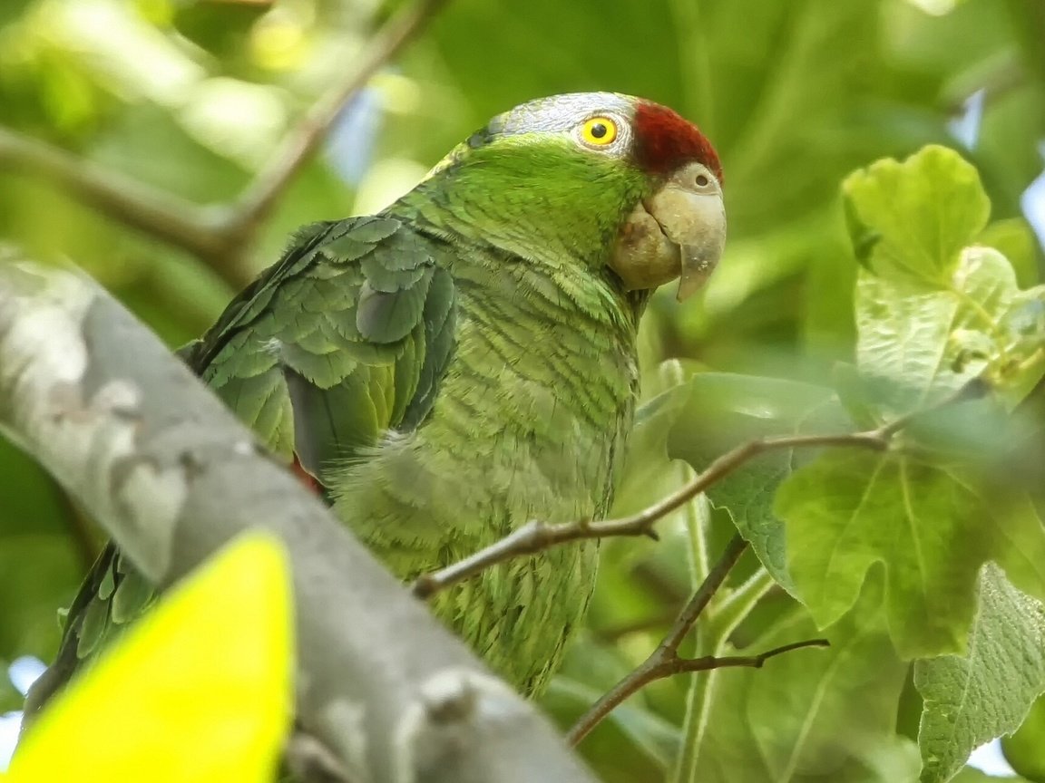 Обои птица, попугай, зеленощёкий амазон, bird, parrot, selenodesy amazon разрешение 1920x1200 Загрузить