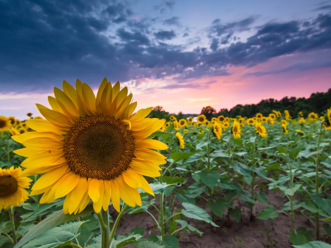 Обои вечер, закат, поле, лето, подсолнухи, the evening, sunset, field, summer, sunflowers разрешение 1920x1200 Загрузить