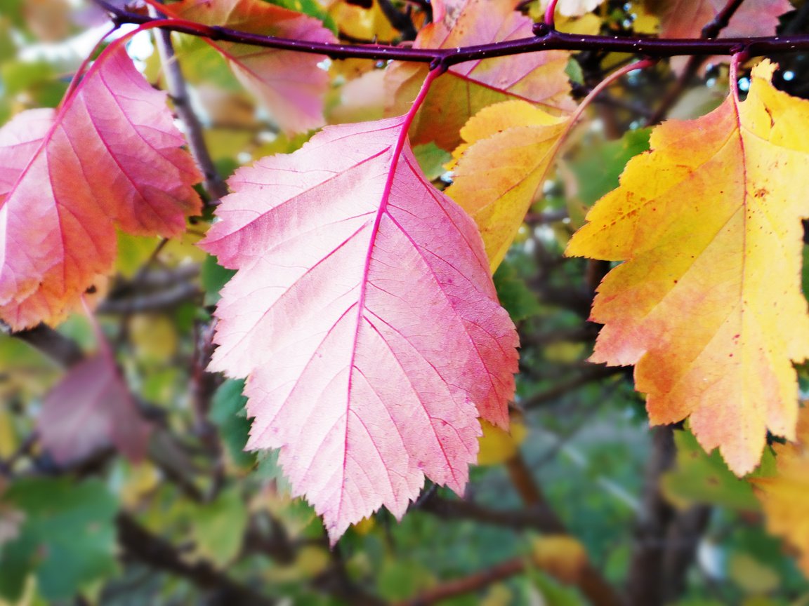 Обои листья, осень, крупный план, leaves, autumn, close-up разрешение 2560x1600 Загрузить