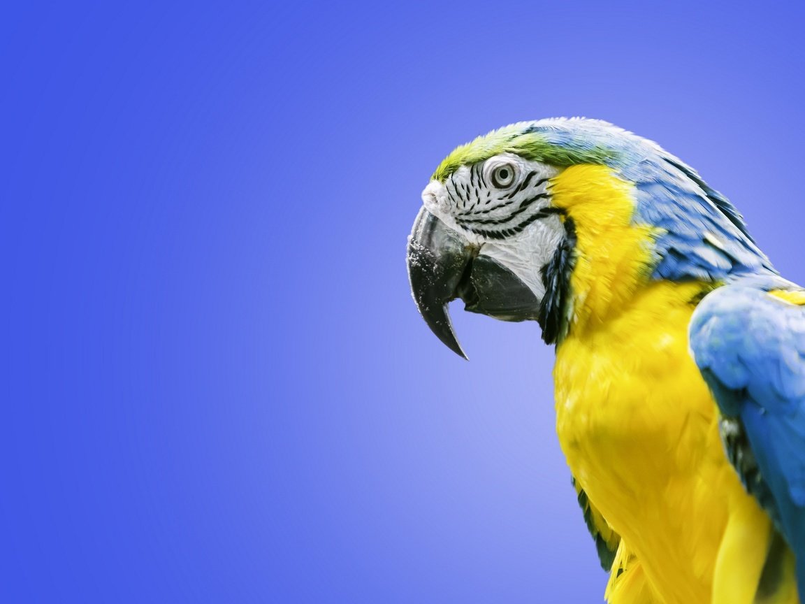 Обои птица, попугай, ара, сине-жёлтый ара, bird, parrot, ara, blue-and-yellow macaw разрешение 2560x1600 Загрузить