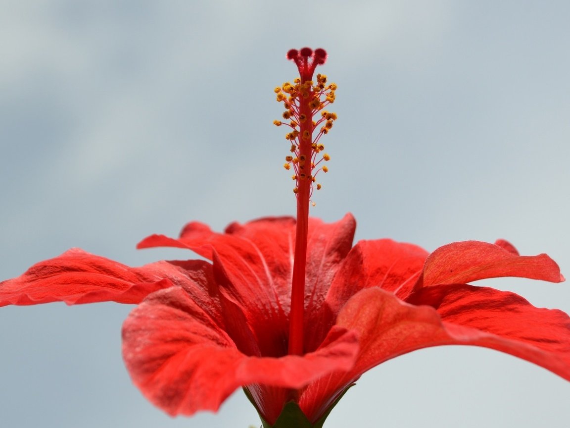 Обои макро, цветок, лепестки, красный, гибискус, macro, flower, petals, red, hibiscus разрешение 1920x1200 Загрузить