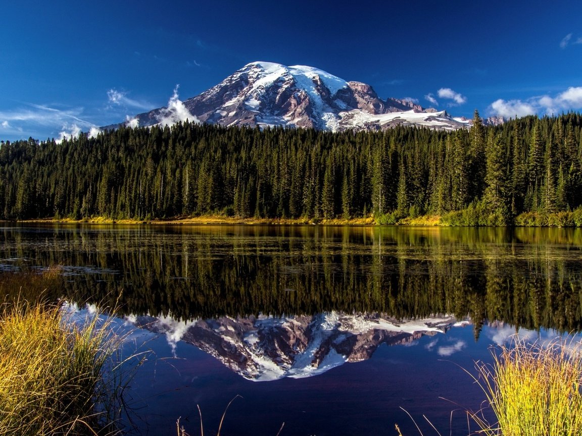 Обои цветы, лес, пейзаж, гора, национальный парк mount rainier, рейнир, национальный парк маунт-рейнир, washingtoon, flowers, forest, landscape, mountain, mount rainier national park, rainier, national park mount rainier разрешение 1920x1200 Загрузить