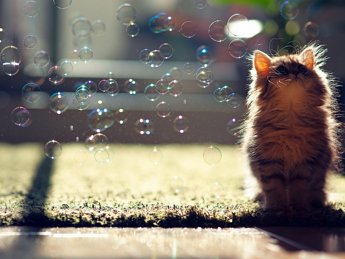 Обои кот, пузыри, котенок, и, мыльные пузыри, ben torode, cat, bubbles, kitty, and разрешение 1920x1200 Загрузить
