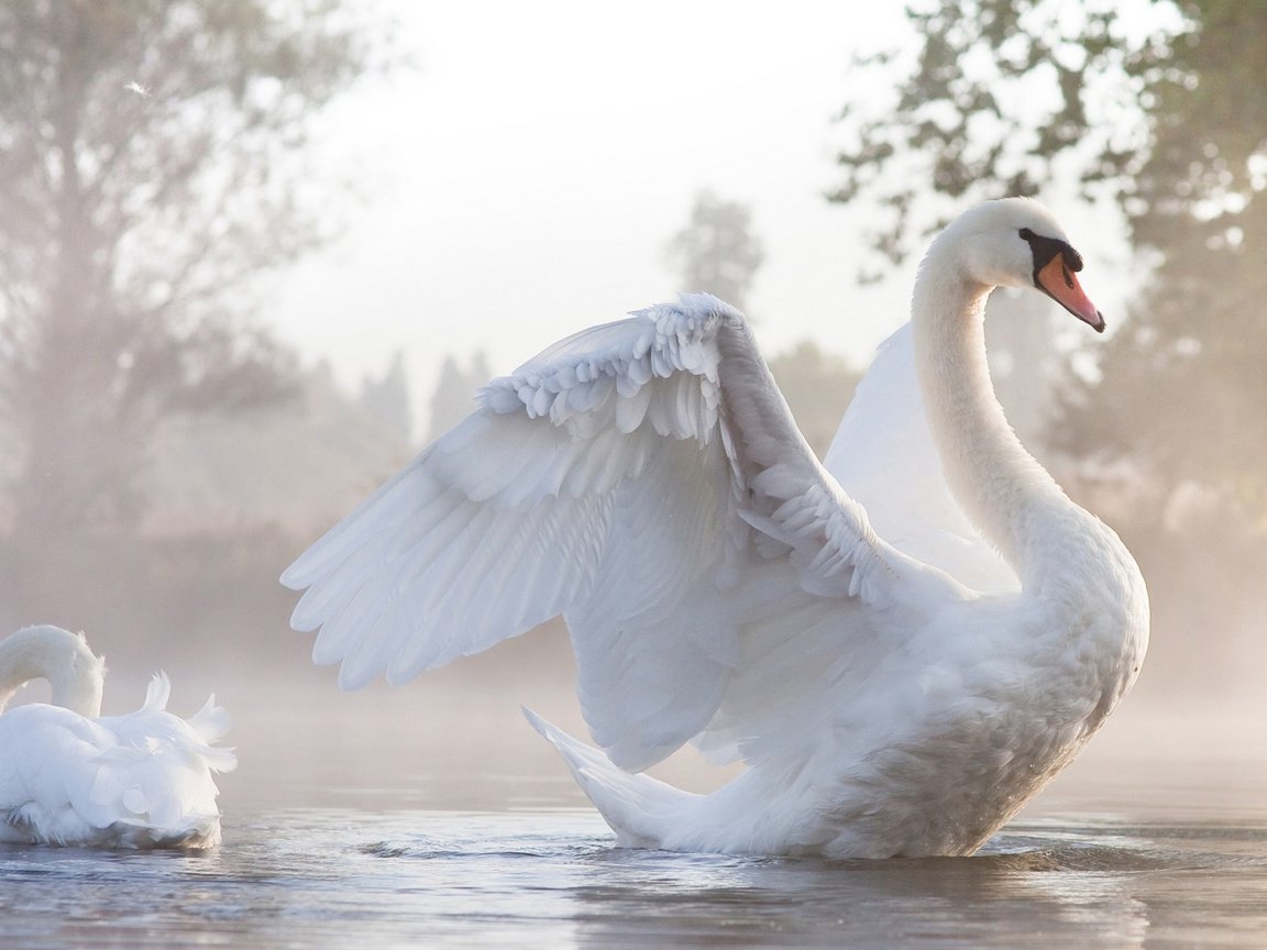 Обои крылья, птица, белые, большие, лебедь, красивая, расправил, грациозность, wings, bird, white, large, swan, beautiful, spread, grace разрешение 1920x1080 Загрузить