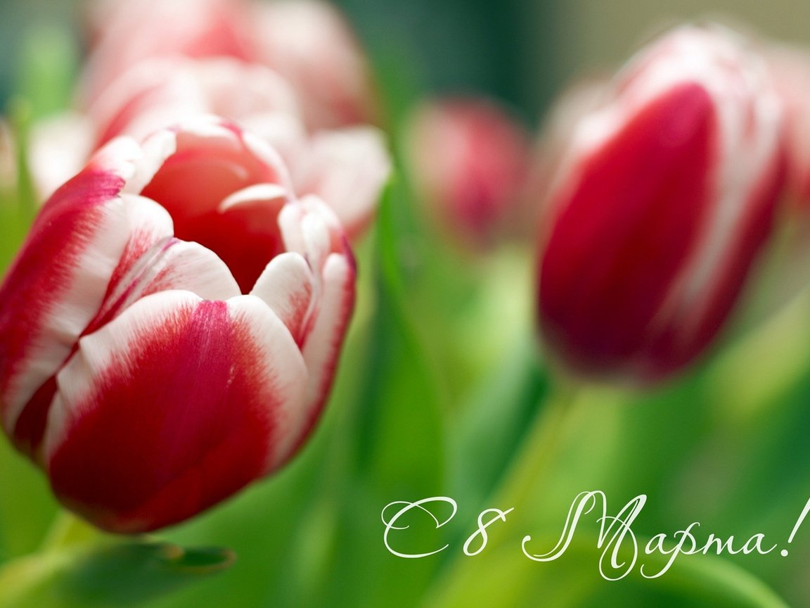 Обои с 8 марта!!! тюльпаны на 8 марта, международный женский день, with march 8! tulips on march 8, international women's day разрешение 1920x1080 Загрузить