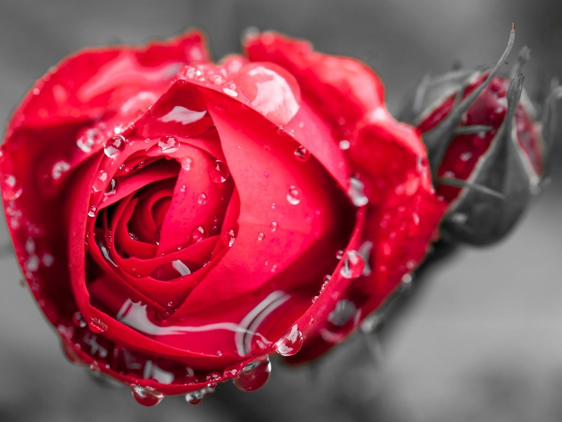 Обои цветы, бутон, вода, красная роза, макро, цветочек, цветком, фон, цветок, роса, капли, роза, flowers, bud, water, red rose, macro, background, flower, rosa, drops, rose разрешение 2500x1600 Загрузить