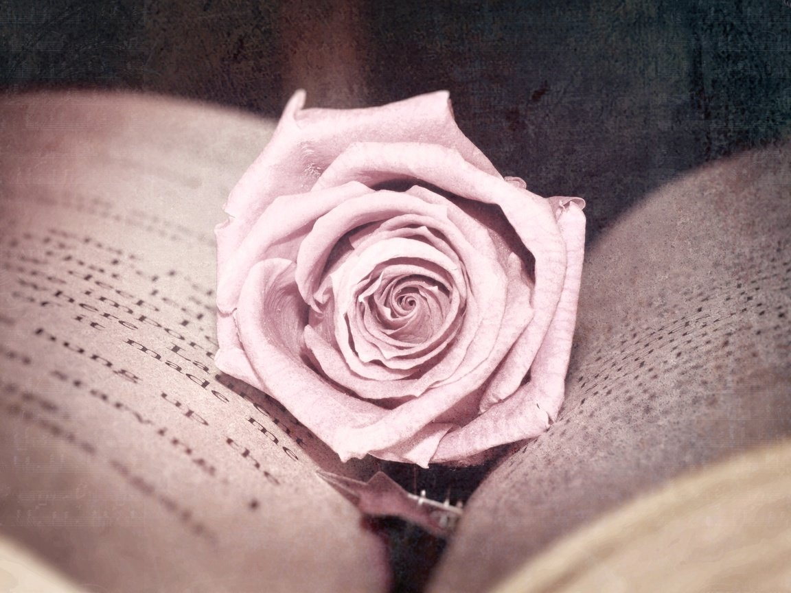 Обои цветок, роза, обработка, розовая, книга, страницы, flower, rose, treatment, pink, book, page разрешение 2560x1600 Загрузить