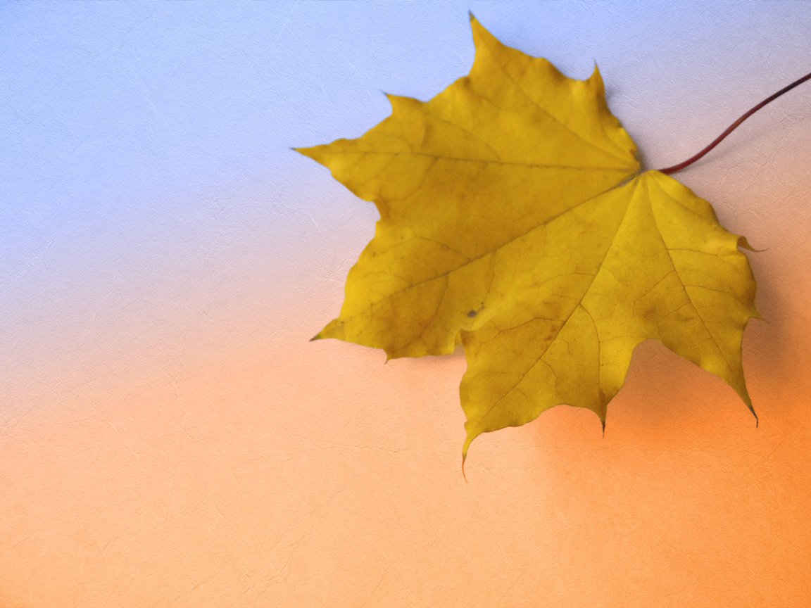 Обои осень, крупный план, кленовый лист, autumn, close-up, maple leaf разрешение 2560x1667 Загрузить