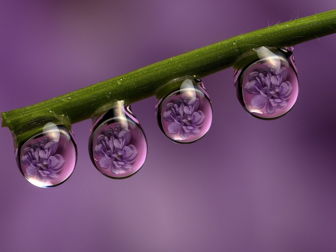 Обои цветы, макро, отражение, роса, капли, стебель, flowers, macro, reflection, rosa, drops, stem разрешение 1920x1200 Загрузить