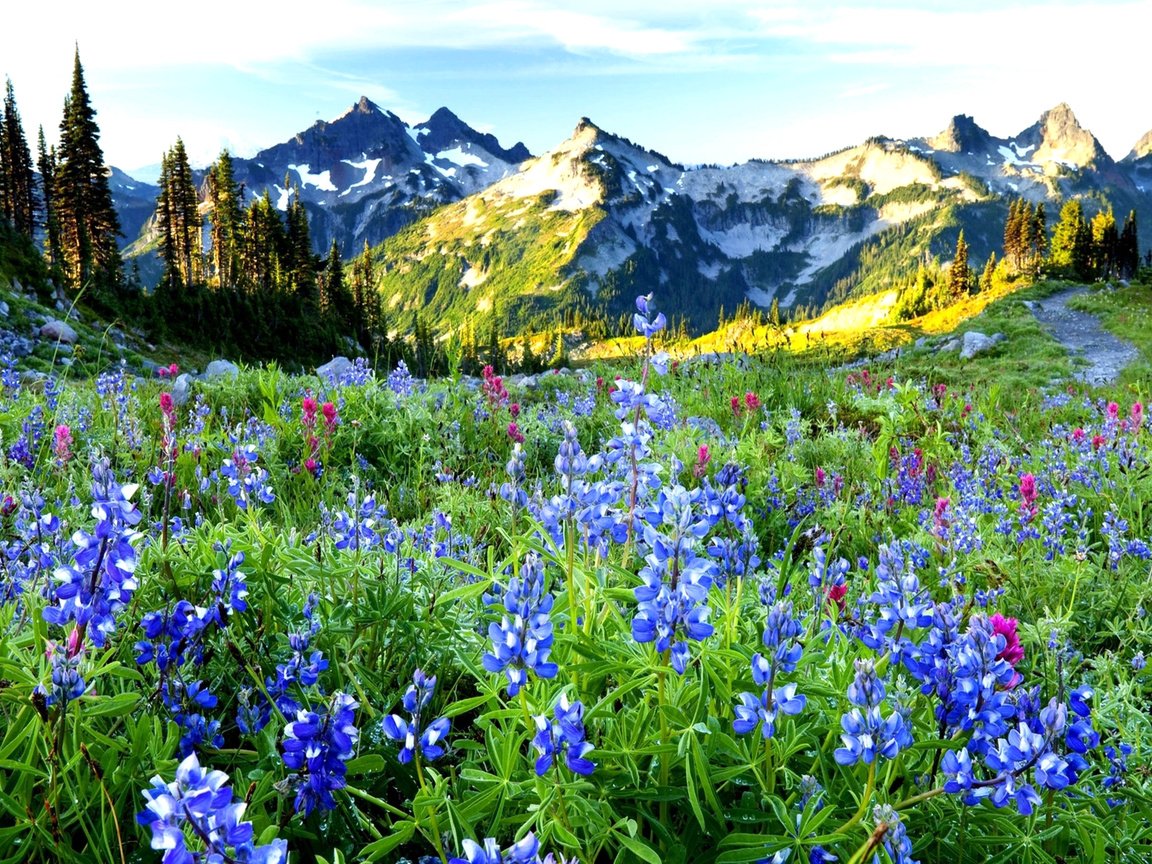 Обои небо, цветы, горы, даль, the sky, flowers, mountains, dal разрешение 2560x1600 Загрузить