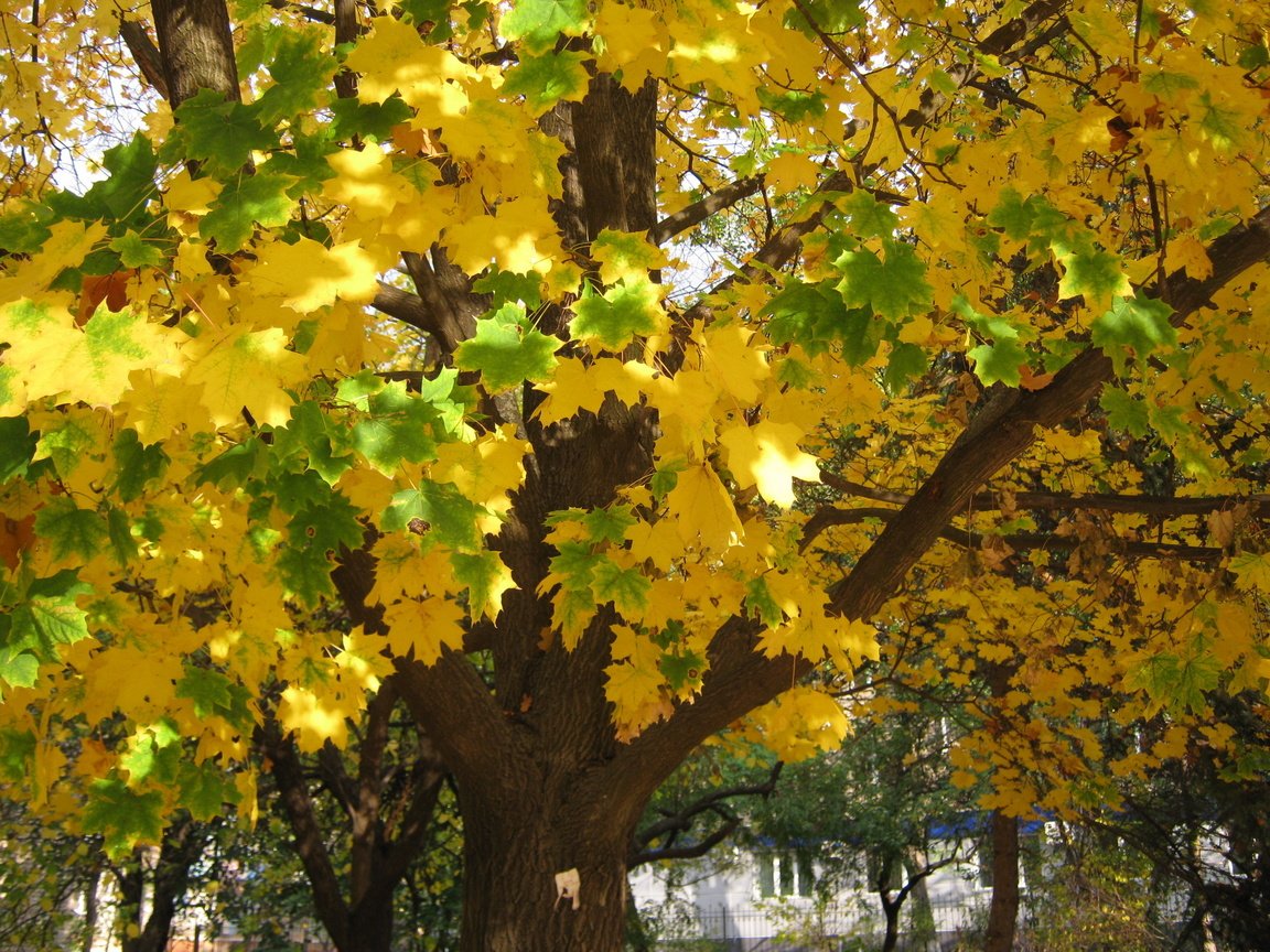 Обои деревья, листья, листва, осень, желтые, trees, leaves, foliage, autumn, yellow разрешение 2816x2112 Загрузить