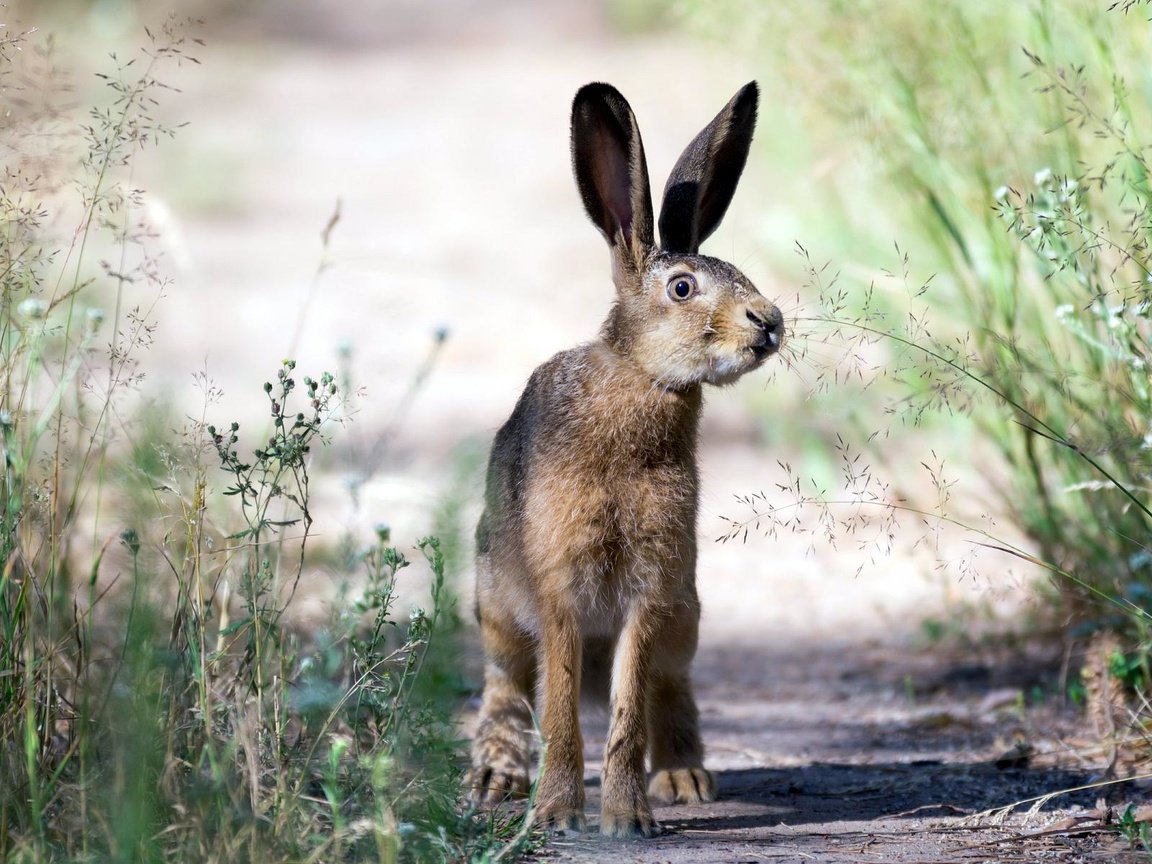 Обои трава, природа, взгляд, уши, заяц, grass, nature, look, ears, hare разрешение 1920x1200 Загрузить