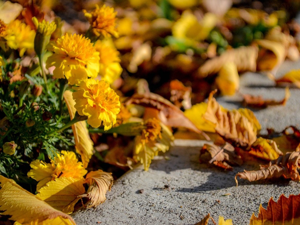 Обои цветы, листья, осень, асфальт, flowers, leaves, autumn, asphalt разрешение 1920x1200 Загрузить