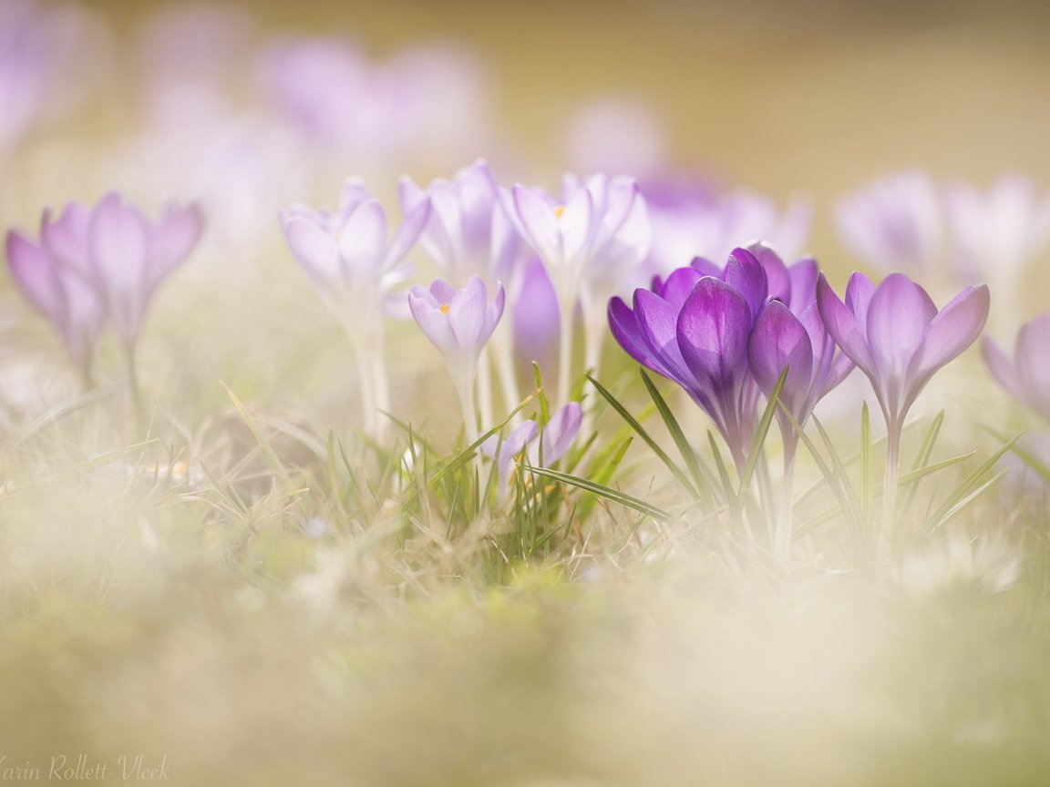 Обои цветы, трава, макро, весна, крокусы, боке, flowers, grass, macro, spring, crocuses, bokeh разрешение 1920x1280 Загрузить