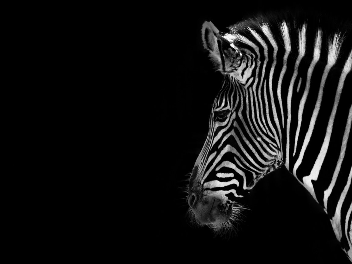 Обои зебра, фон, чёрно-белое, черный, zebra, background, black and white, black разрешение 2560x1600 Загрузить