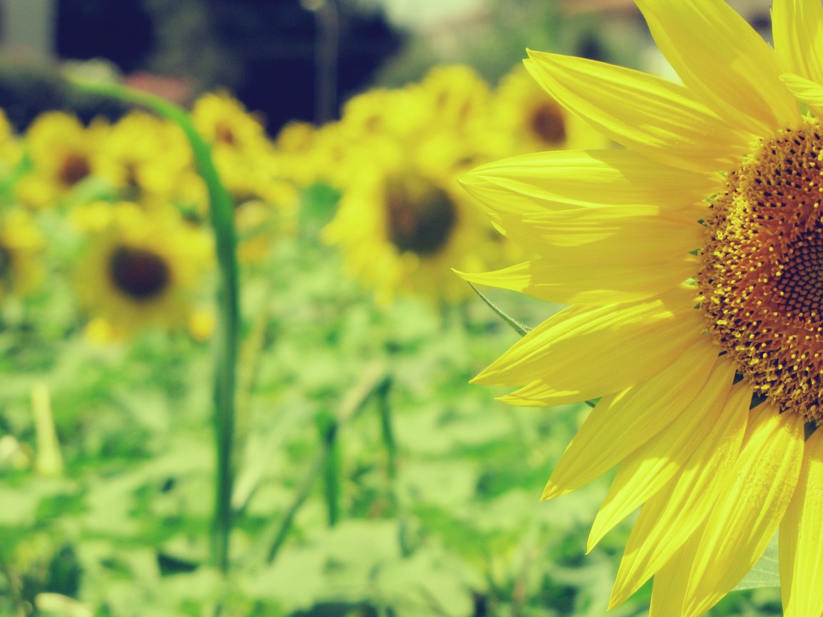 Обои природа, поле, подсолнухи, желтые, nature, field, sunflowers, yellow разрешение 2816x2112 Загрузить