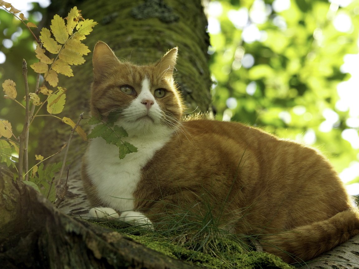 Обои природа, фон, кот, кошка, nature, background, cat разрешение 2560x1600 Загрузить
