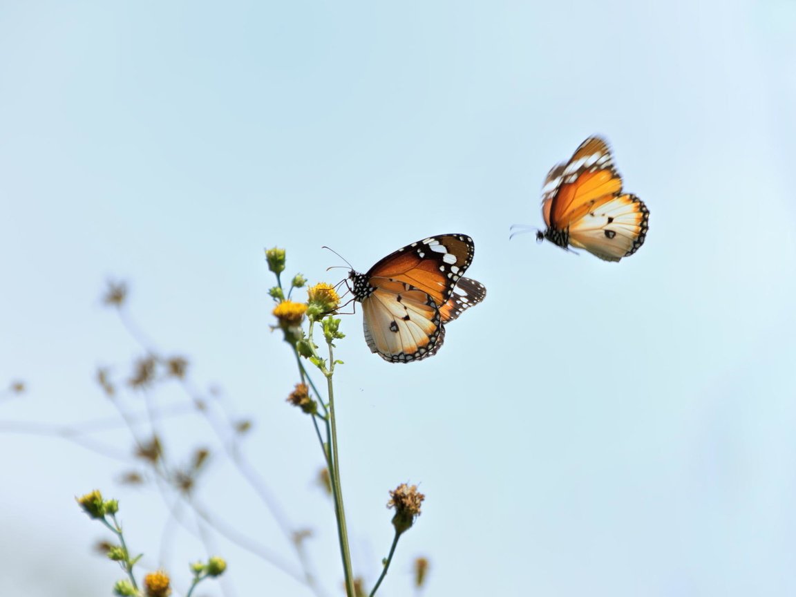 Обои макро, цветок, насекомые, бабочки, macro, flower, insects, butterfly разрешение 2048x1356 Загрузить