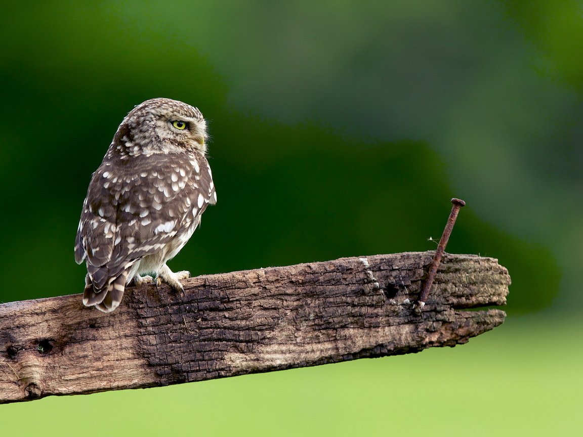 Обои сова, природа, доска, гвоздь, птица, перья, сыч, owl, nature, board, nail, bird, feathers разрешение 1920x1280 Загрузить