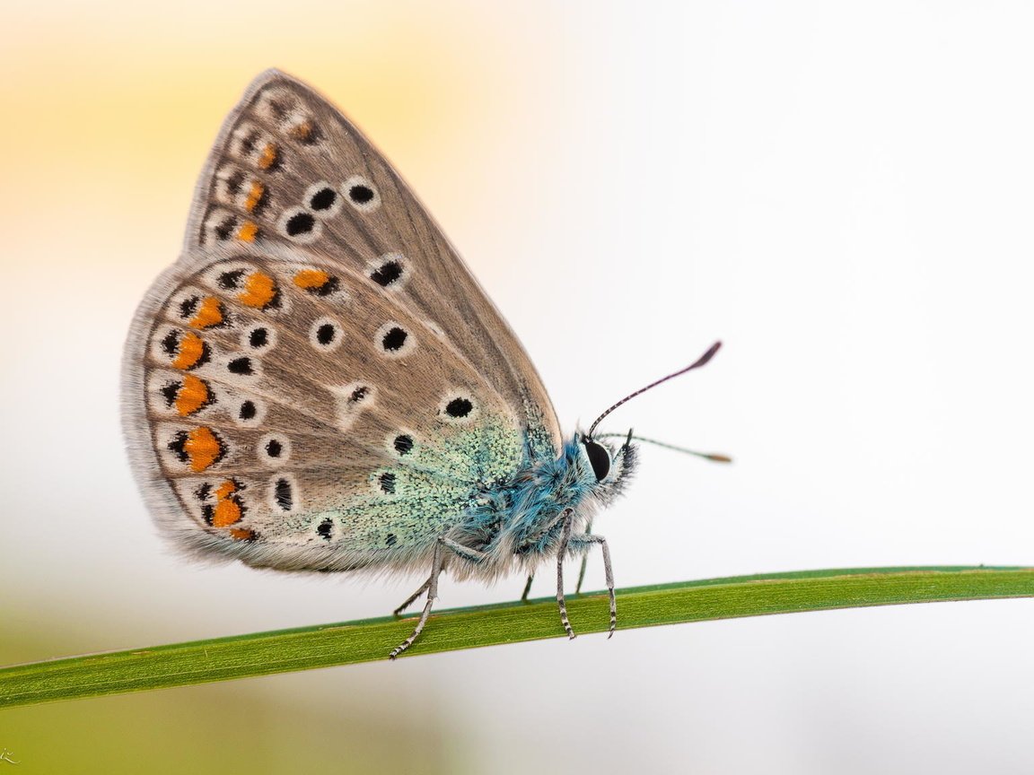 Обои природа, макро, цветок, бабочка, насекомые, nature, macro, flower, butterfly, insects разрешение 2048x1152 Загрузить