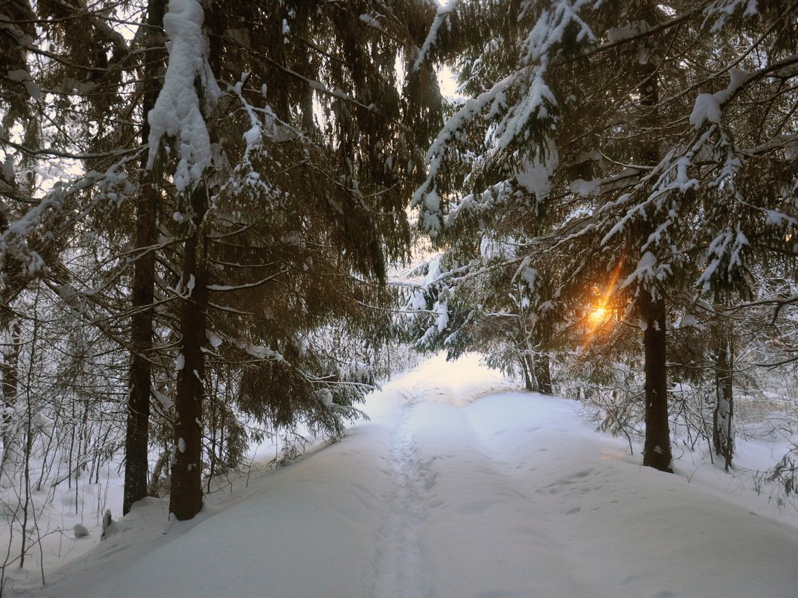 Обои дорога, деревья, снег, зима, пейзаж, road, trees, snow, winter, landscape разрешение 2875x1910 Загрузить