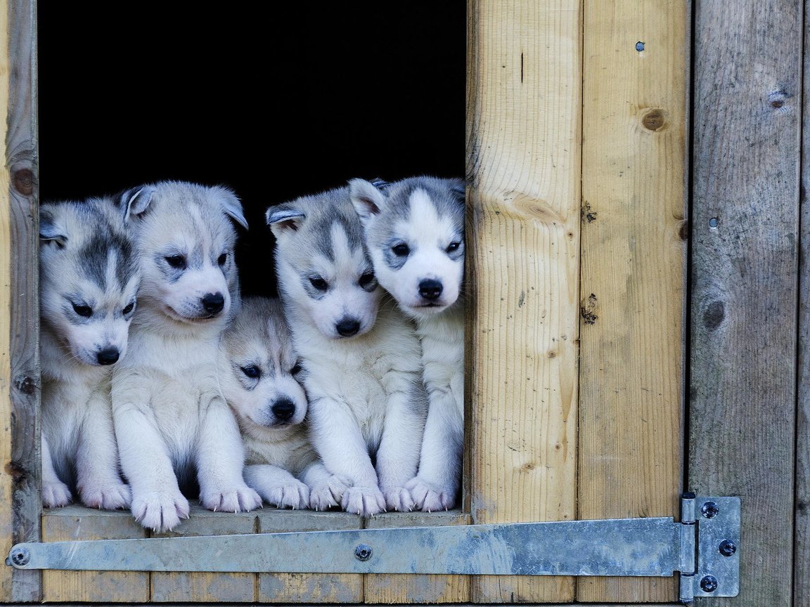 Обои хаски, щенки, будка, собаки, husky, puppies, booth, dogs разрешение 2048x1366 Загрузить