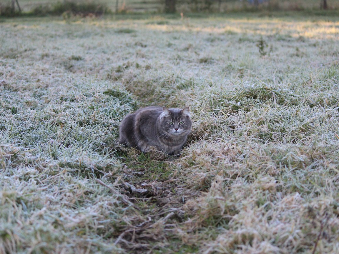 Обои трава, кот, иней, кошка, grass, cat, frost разрешение 2048x1365 Загрузить