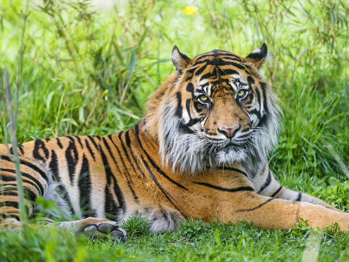 Обои тигр, трава, хищник, tiger, grass, predator разрешение 1920x1278 Загрузить