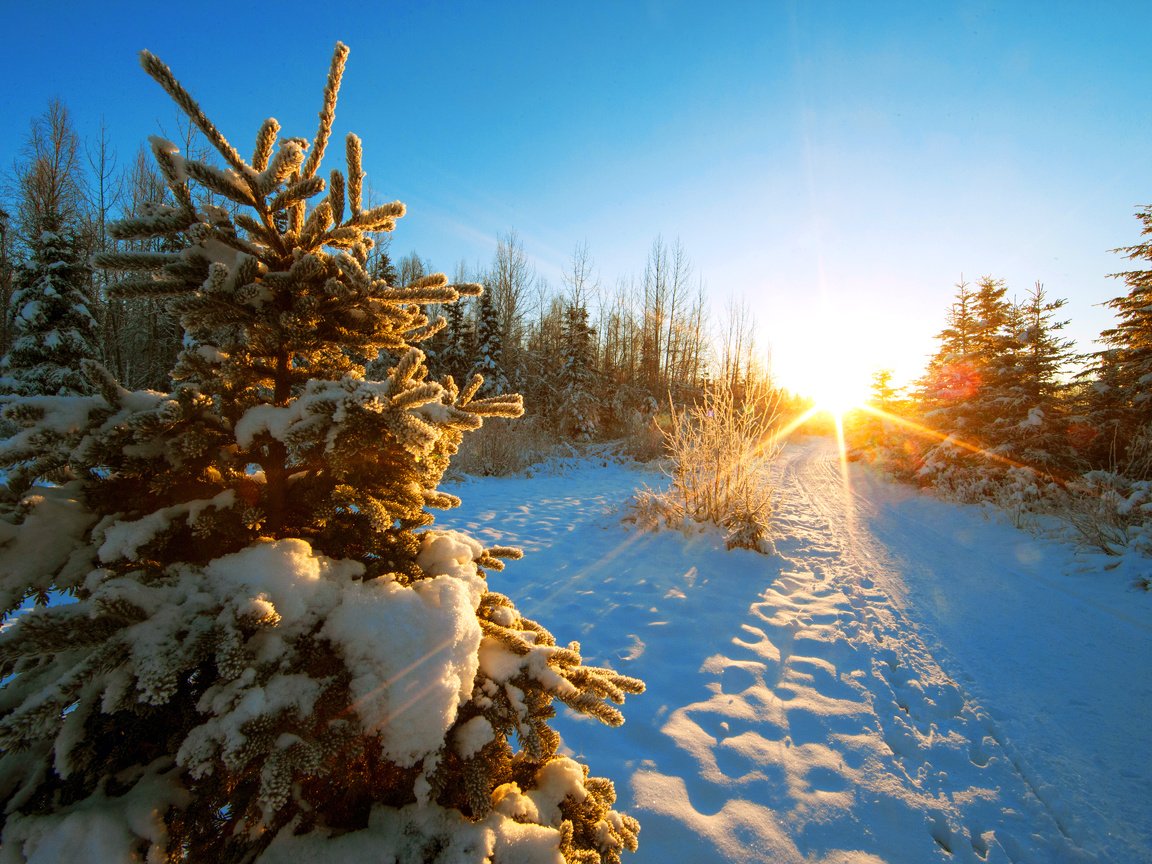 Обои деревья, закат, зима, пейзаж, trees, sunset, winter, landscape разрешение 5184x3456 Загрузить