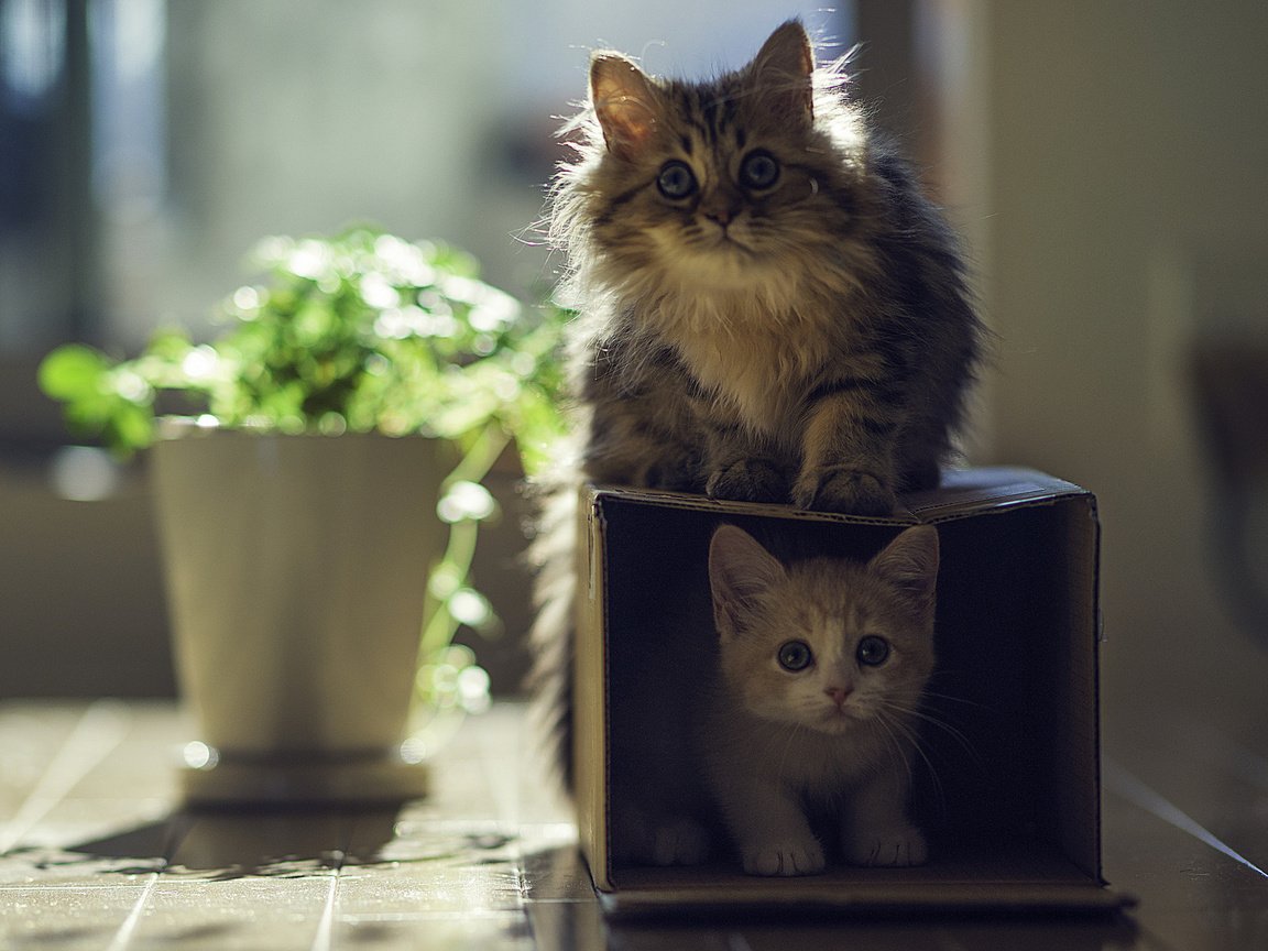 Обои котята, коробка, играют, kittens, box, play разрешение 1920x1200 Загрузить