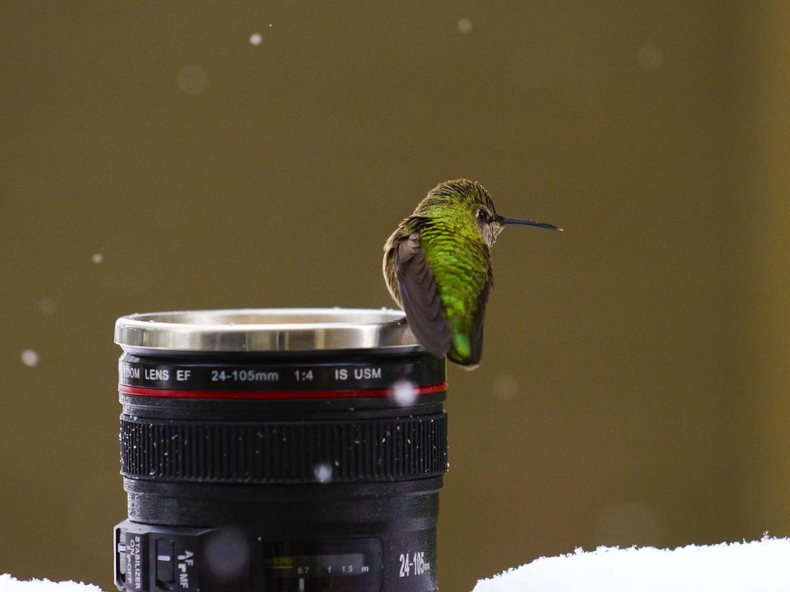 Обои снег, птицы, камера, объектив, колибри, snow, birds, camera, lens, hummingbird разрешение 1920x1080 Загрузить