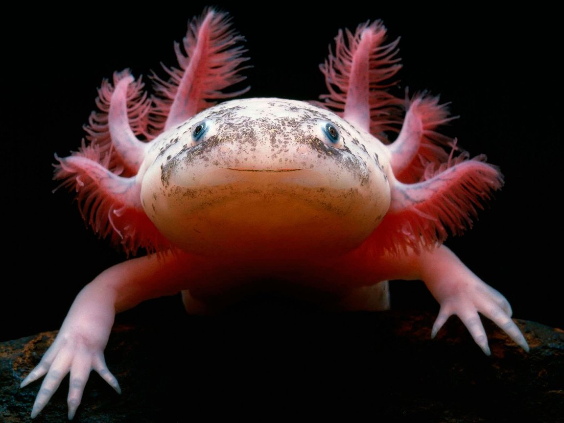 Обои саламандра, мексиканская, аксолотль, амфибия, salamander, mexican, the axolotl, amphibian разрешение 3086x1893 Загрузить