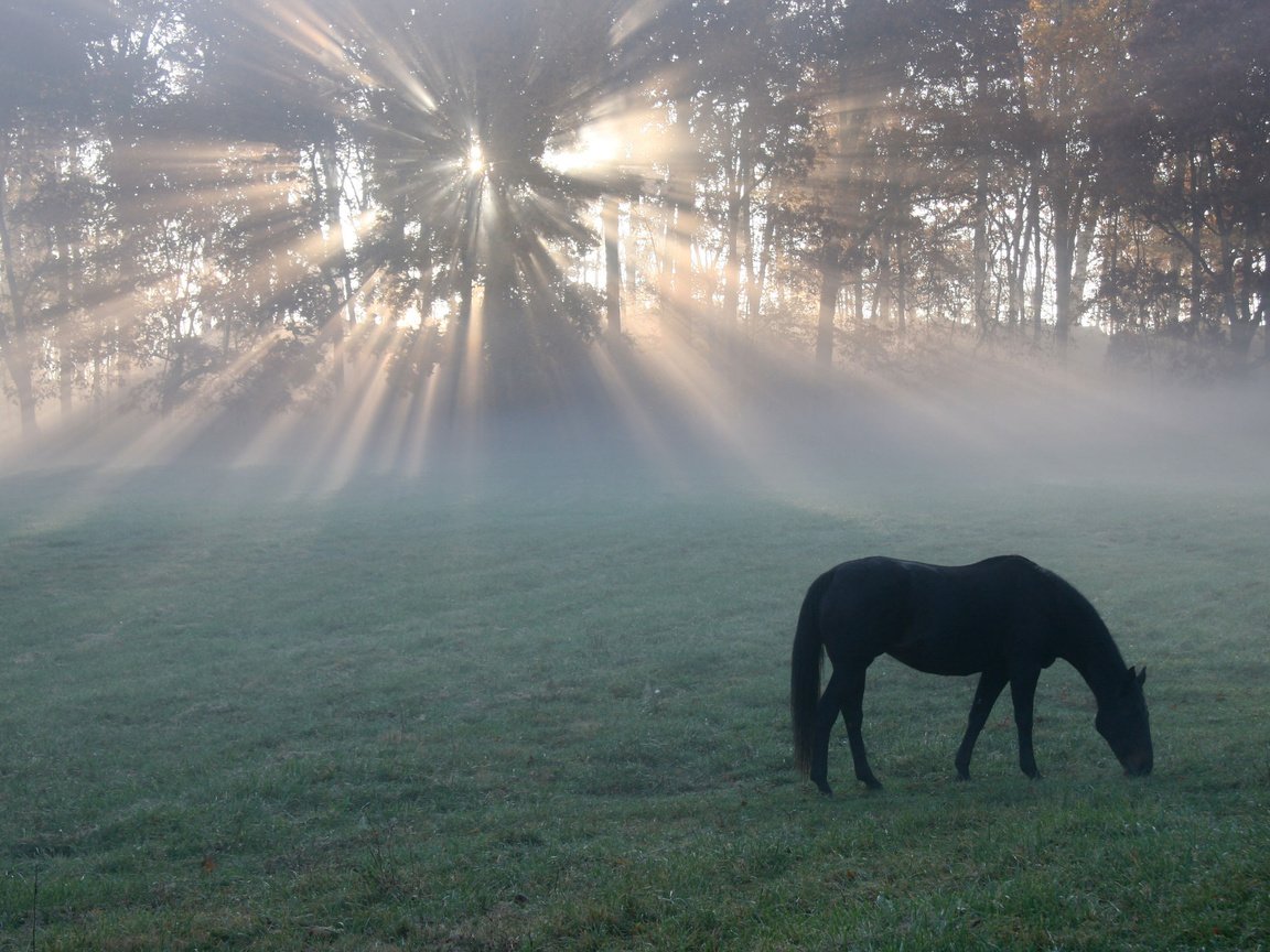 Обои лошадь, утро, поле, конь, солнечные лучи, легкие, horse, morning, field, the sun's rays, light разрешение 2560x1600 Загрузить